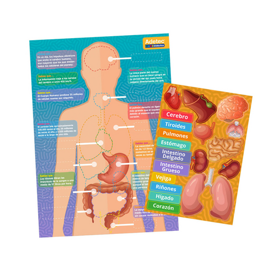 Cuerpo Humano - Láminas Mag Interactivas
