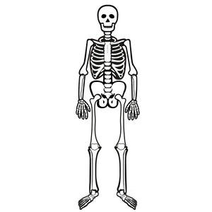 Esqueleto Humano
